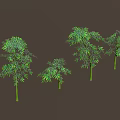 Green Bamboo in Various Shapes Arranged in a Row with Dark Brown Background