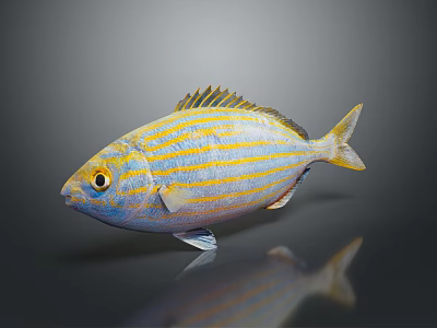 Vibrant Blue and White Aquatic Fish with Yellow Stripes and Fins in Dark Background 3d model