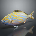 Vibrant Blue and White Aquatic Fish with Yellow Stripes and Fins in Dark Background