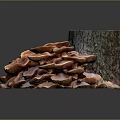 Cluster Of Pinkish Mushrooms Growing On Woody Tree Stump Background