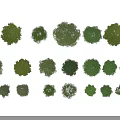 Different Types Of Lush Green Arbor Trees With Various Sizes And Shapes For Outdoor Landscape