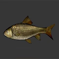 Golden Fish With Orange Fins And Tail Scales On Gray Background With Reflection