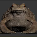 Detailed View of Brown Spotted Toad on Gray Background with Shiny Surface