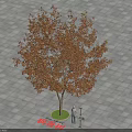 Camphor Tree With Orange Leaves Standing On Square Gray Pavement Near Person And Street Lamp
