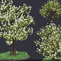Flowering Trees with Abundant White Blossoms on Grass And Gravel Base