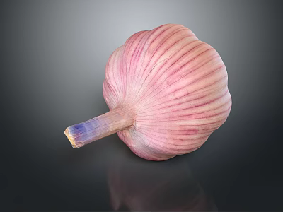 Fresh Single Pink Striped Garlic Bulb With Purple Root On Dark Surface 3d model