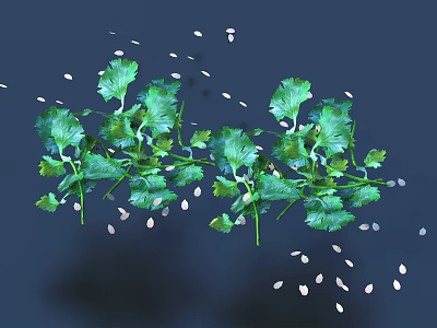 Fresh Organic Cilantro Herb Leaves and White Seeds Scattered on Dark Background 3d model