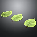 Three Fresh Green Plant Leaves with Visible Veins on Dark Background
