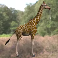 Giraffe Lizard In Natural Habitat With Green Forest And Grassland Background