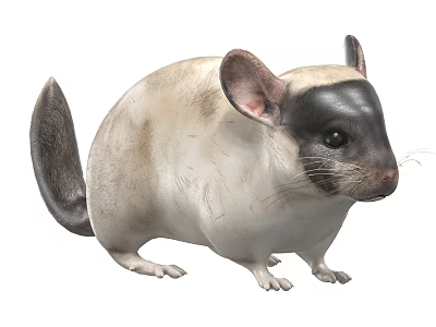 Cute Chinchilla with Gray and White Fur Black Ears and Fluffy Tail on White Background 3d model