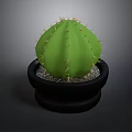 Potted Green Cactus Plant With Spines In Black Pot And Small Pebbles
