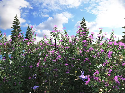 Blooming Purple Flowers Against Blue Sky With White Clouds And Tall Pine Trees 3d model