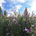 Blooming Purple Flowers Against Blue Sky With White Clouds And Tall Pine Trees