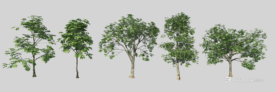 Lush Green Arbor Trees With Varied Crown Shapes And Natural Trunk Structure 3d model 