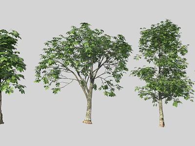 Lush Green Arbor Trees With Varied Crown Shapes And Natural Trunk Structure 3d model