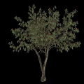 Tree Pit With Green Leafy Tree And Red Flowers In Urban Landscape Design