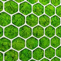 Green Moss Covered Wall with Hexagonal Grid Pattern for Modern Interior Decor 3d model