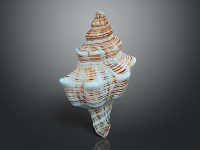Striped Blue White And Brown Spiral Shell Aquatic Animal Conch Marine Life 3d model