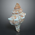 Striped Blue White And Brown Spiral Shell Aquatic Animal Conch Marine Life