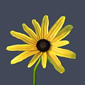 Beautiful Yellow Flower With Bright Yellow Petals Black Center And Green Stem