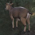 Wild Horned Reptile Standing In Natural Grassland Habitat With Green Vegetation