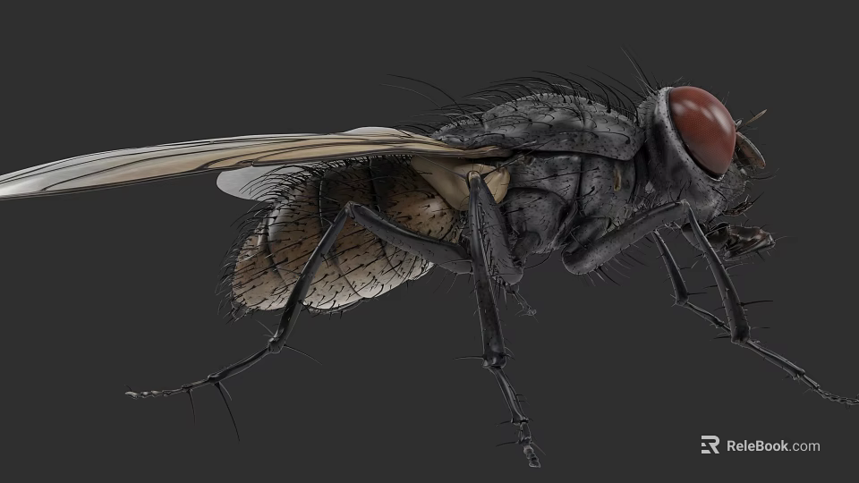 Detailed Close Up of House Fly With Red Eyes Black Body and Transparent Wings 3d model 