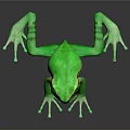 Vibrant Green Frog With Large Eyes And Webbed Toes On Black Background