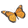 Monarch Butterfly Flying With Orange And Black Wings And White Spots