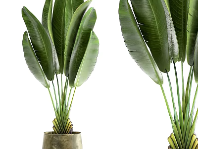 Potted Plants with Large Green Leaves in Concrete Pots for Home Decoration 3d model