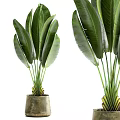 Potted Plants with Large Green Leaves in Concrete Pots for Home Decoration
