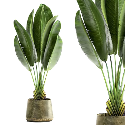 Potted Plants with Large Green Leaves in Concrete Pots for Home Decoration 3d model