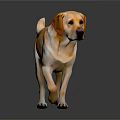Yellow And White Labrador Dog Model Standing On Dark Background With Reflection 3d model