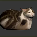Cat With Round Body Brown White Black Fur Pointed Ears Yellow Eyes Gray Background Reflection