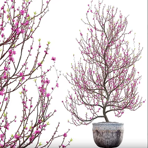 Oil peach tree potted peach blossom tree 3d model