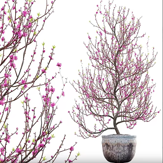 Oil peach tree potted peach blossom tree 3d model