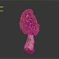 Fresh Natural Morel Mushroom With Yellow Honeycomb Cap And White Stem