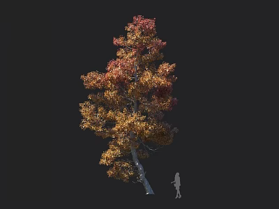 Tall Tree With Red And Yellow Fall Leaves Next To Person Silhouette For Scale 3d model