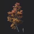 Tall Tree With Red And Yellow Fall Leaves Next To Person Silhouette For Scale