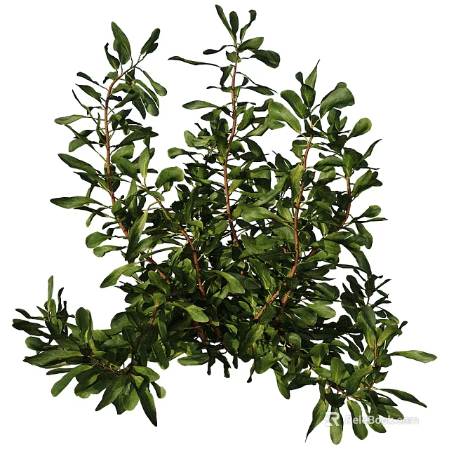 Lush Green Leafy Plants With Fresh Vibrant Branches And Healthy Foliage 3d model 