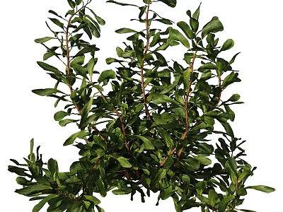Lush Green Leafy Plants With Fresh Vibrant Branches And Healthy Foliage 3d model