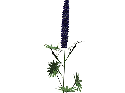 Purple Lupine Flower With Tall Spike And Green Palmate Leaves 3d model