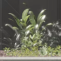 Flowers And Green Plants With Tropical Leaves Water Reflection Against Dark Wall