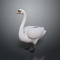 White Swan With Yellow Beak And Black Feet Standing On Gray Background