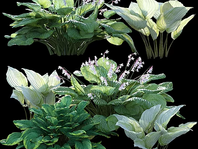 Various Hosta Plants With Green And White Variegated Leaves And Delicate Flowers In Garden 3d model