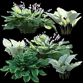 Various Hosta Plants With Green And White Variegated Leaves And Delicate Flowers In Garden
