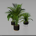 Green Plants with Different Leaf Shapes in Multiple Brown and Transparent Pots Against Dark Background