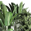 Various Types Of Indoor Potted Plants With Large Green Leaves In Black Modern Pots