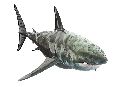 Great White Shark With Striped Body Sharp Teeth And Dorsal Fin 3d model