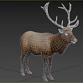 Majestic Elk Standing On Green Grassland With Trees In Natural Background