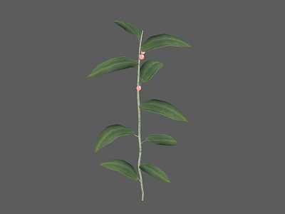 Green Leafy Plant Branch With Small Pink Fruits On Gray Background 3d model